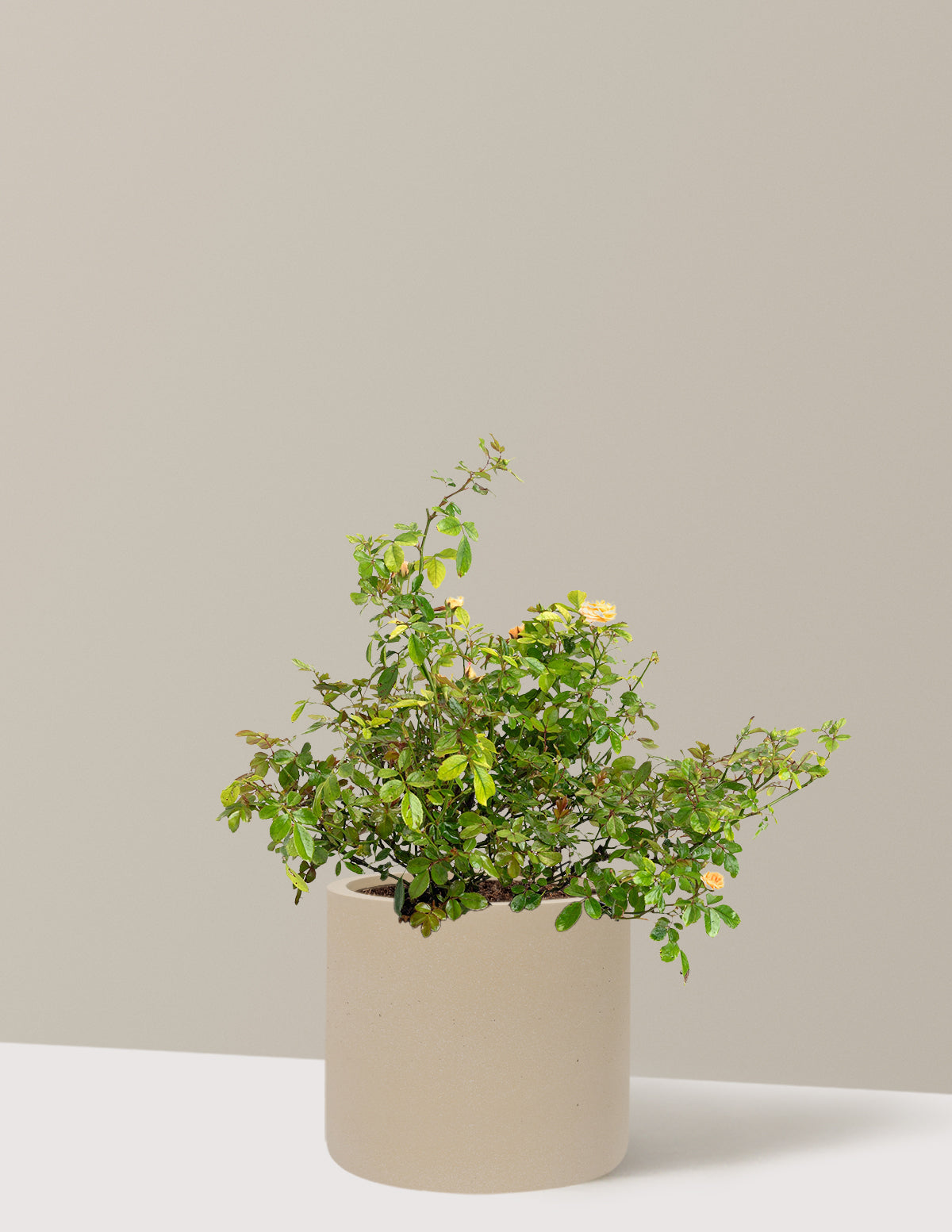Apricot Drift® Rose
