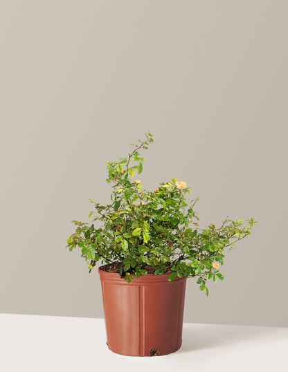 Apricot Drift® Rose