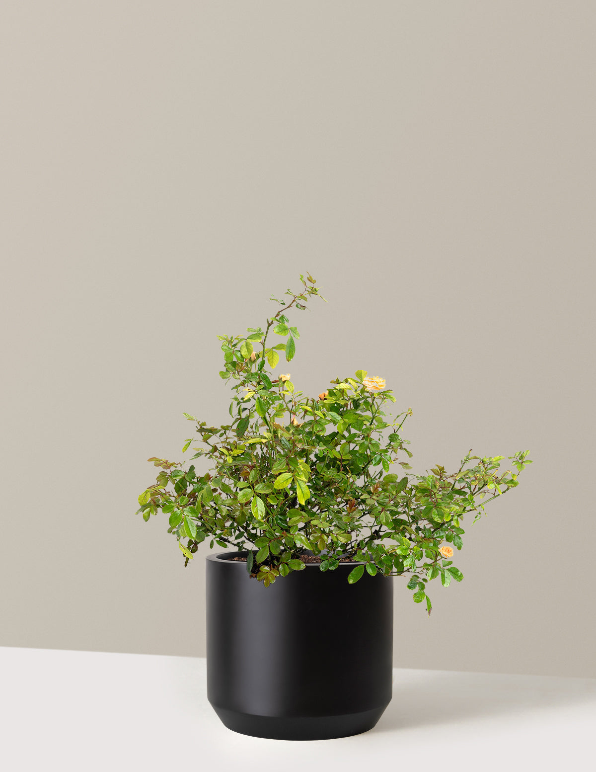 Apricot Drift® Rose