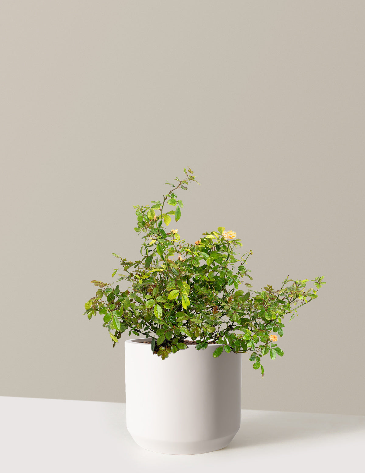 Apricot Drift® Rose