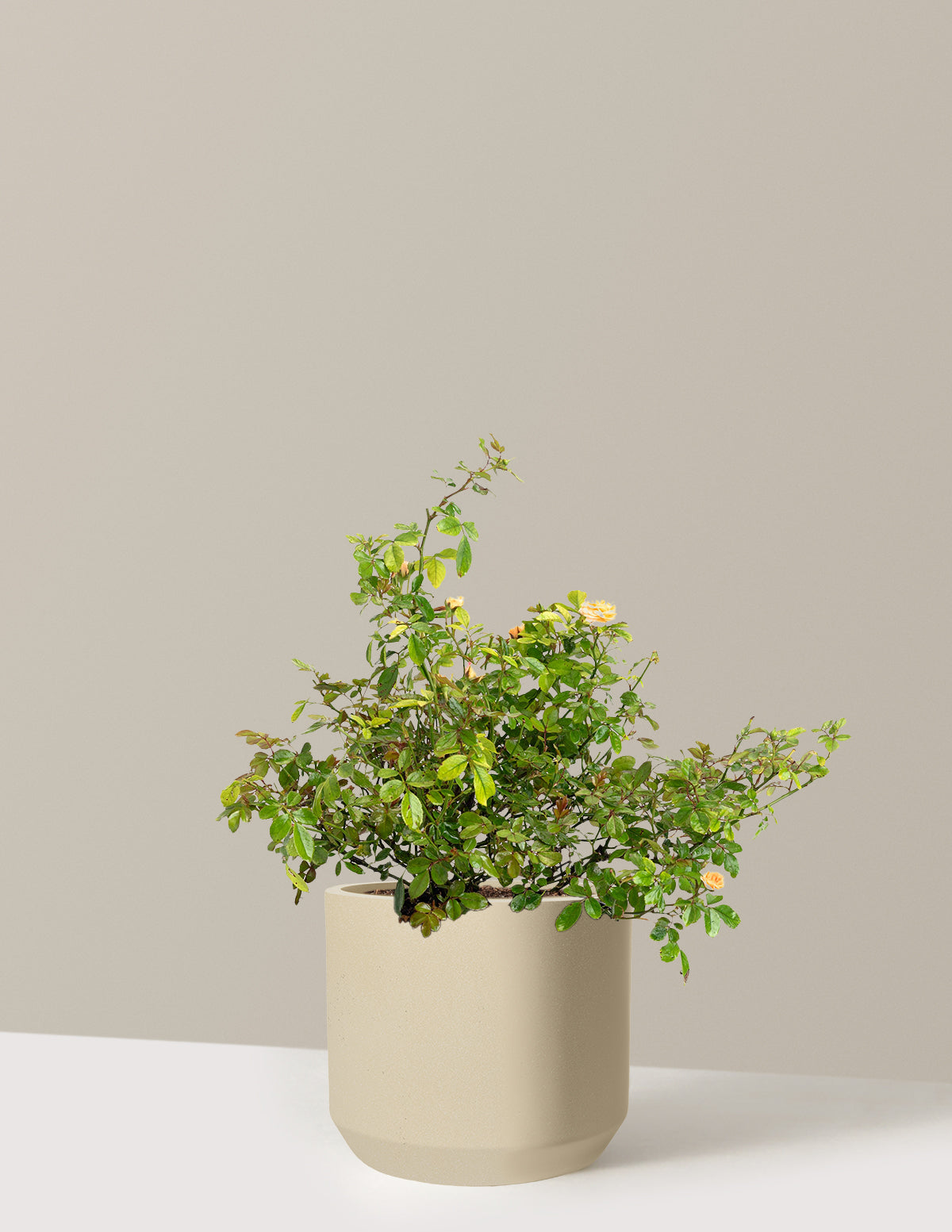 Apricot Drift® Rose