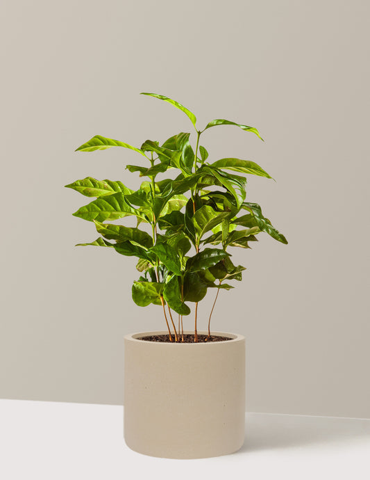 Arabica Coffee Plant