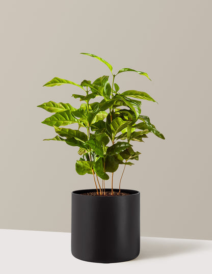 Arabica Coffee Plant