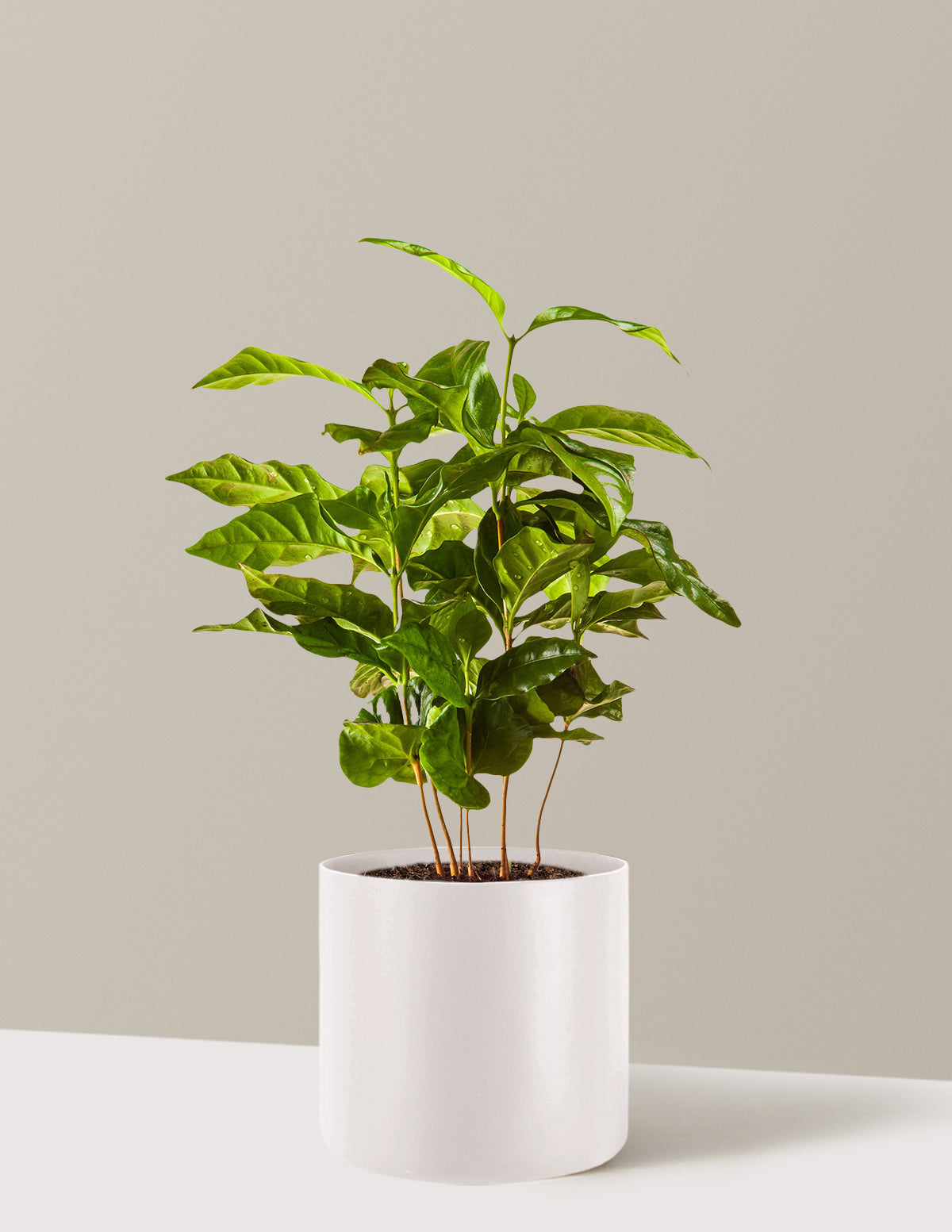 2-PK of Coffee Plant - Coffea Arabica Live Plant in 3-inch Pot, Grow Y – Wonderland Flora 2-PK of Coffee Plant - Coffea Arabica Live Plant in 3-inch Pot, Grow Y – Wonderland Flora
