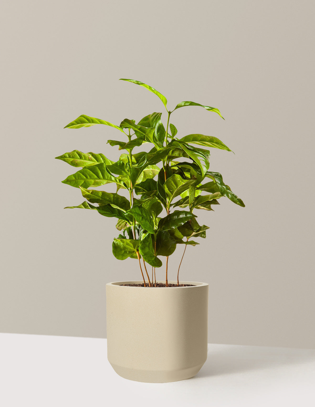 Arabica Coffee Plant