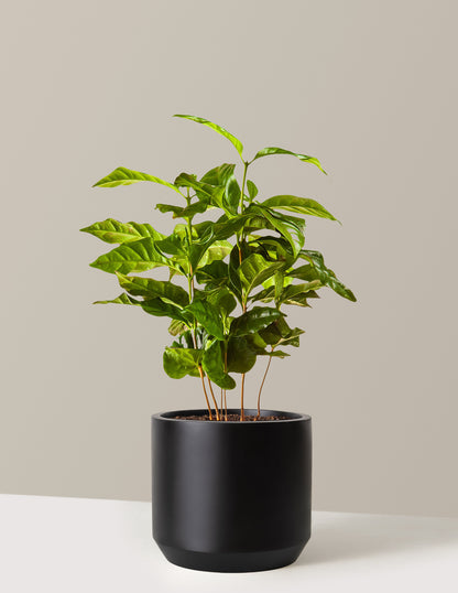 plant house coffee Arabica Coffee Plant