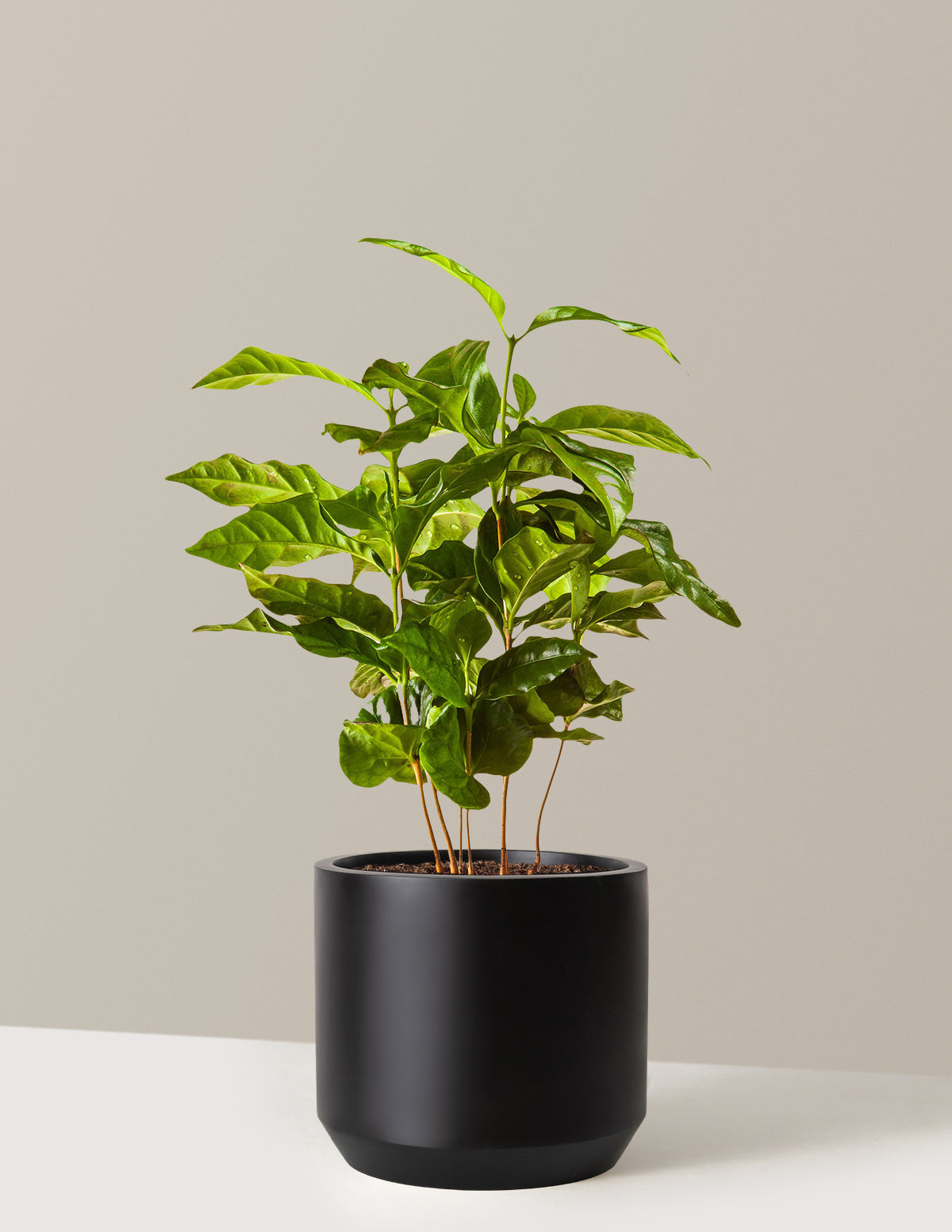 bundle | 3 Gallon | Mexia | Black