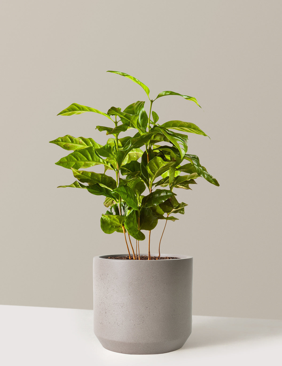 Arabica Coffee Plant