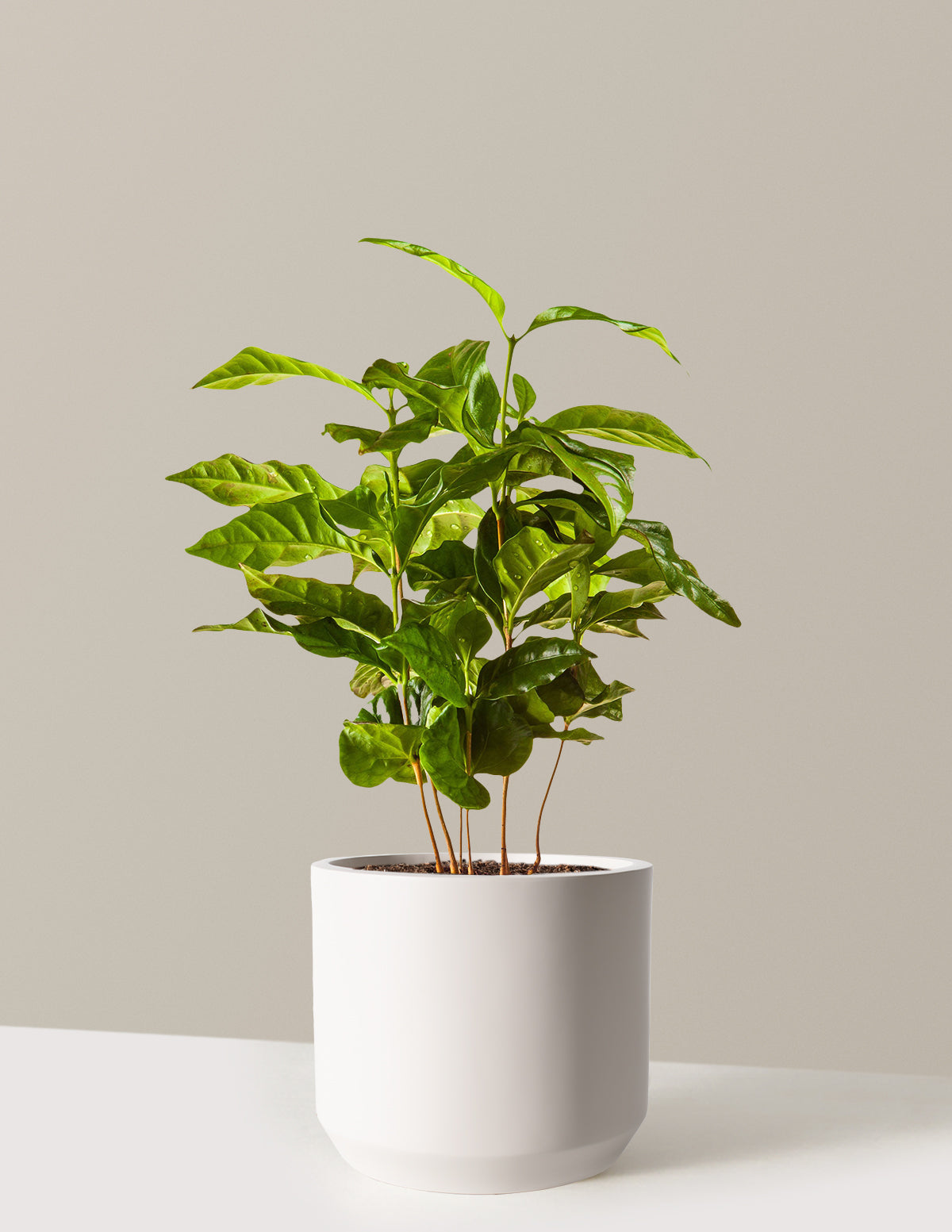 Arabica Coffee Plant