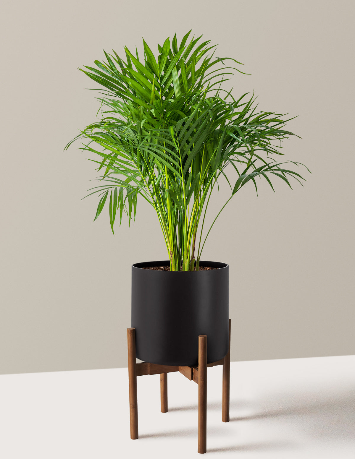 Areca Purifying Palm