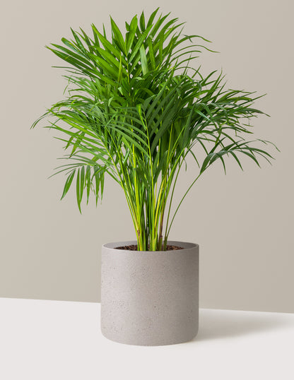 areca palm large The Sill Areca Palm 6 in. Houseplants in Green