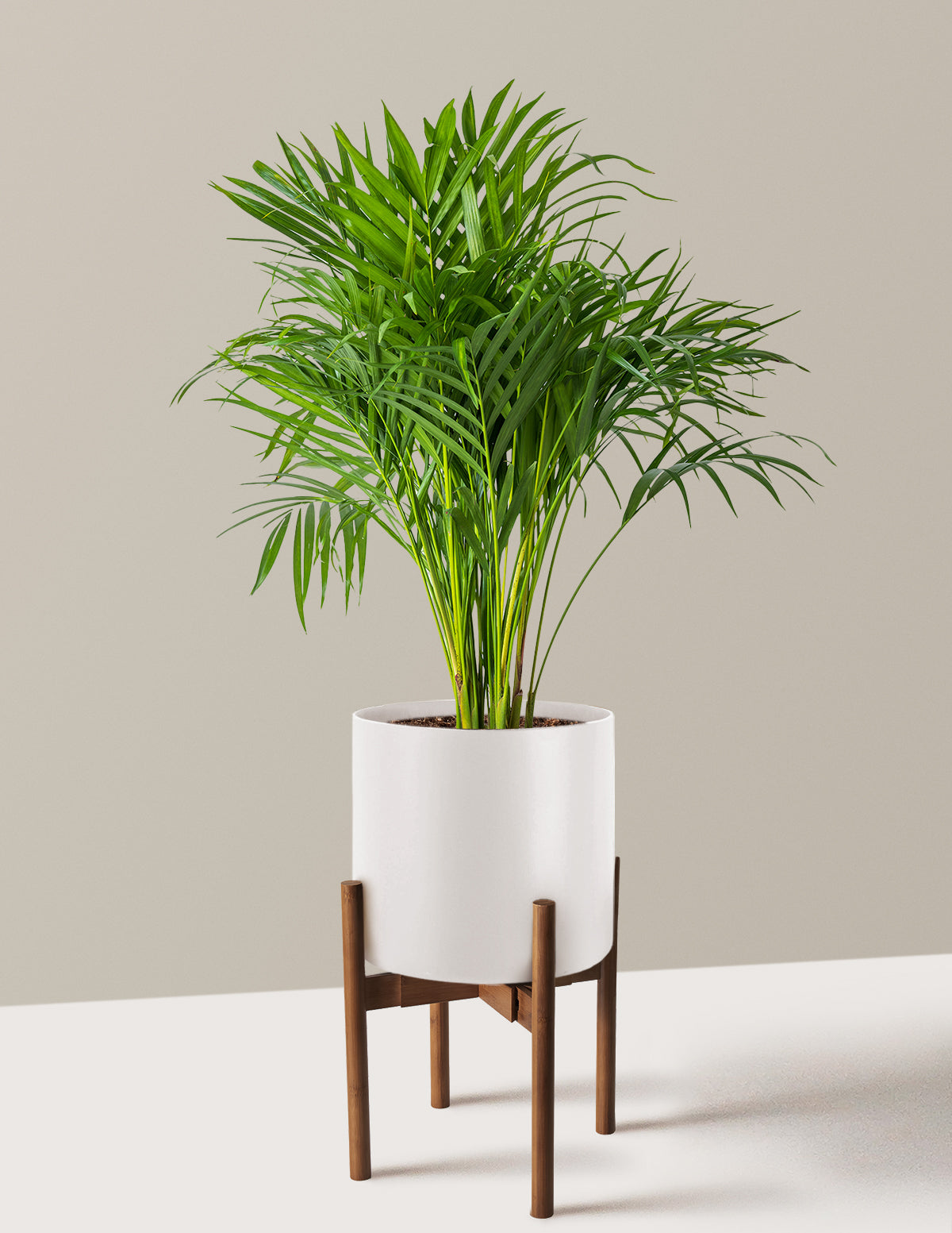 Areca Purifying Palm
