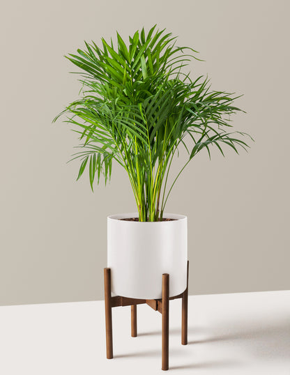Areca Purifying Palm