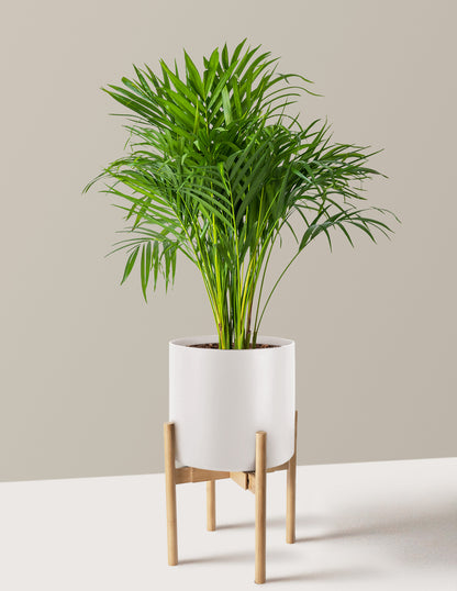 Areca Purifying Palm