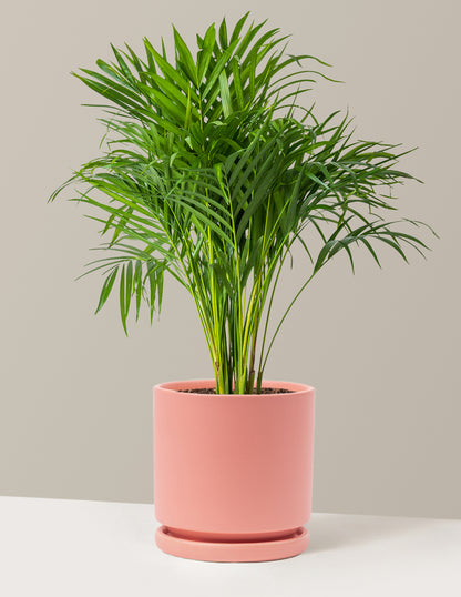 Areca Purifying Palm
