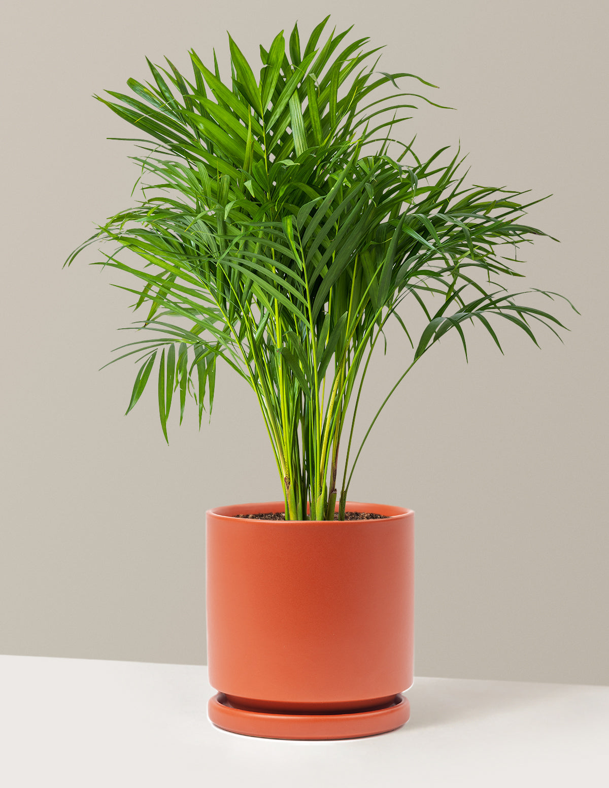 Areca Purifying Palm