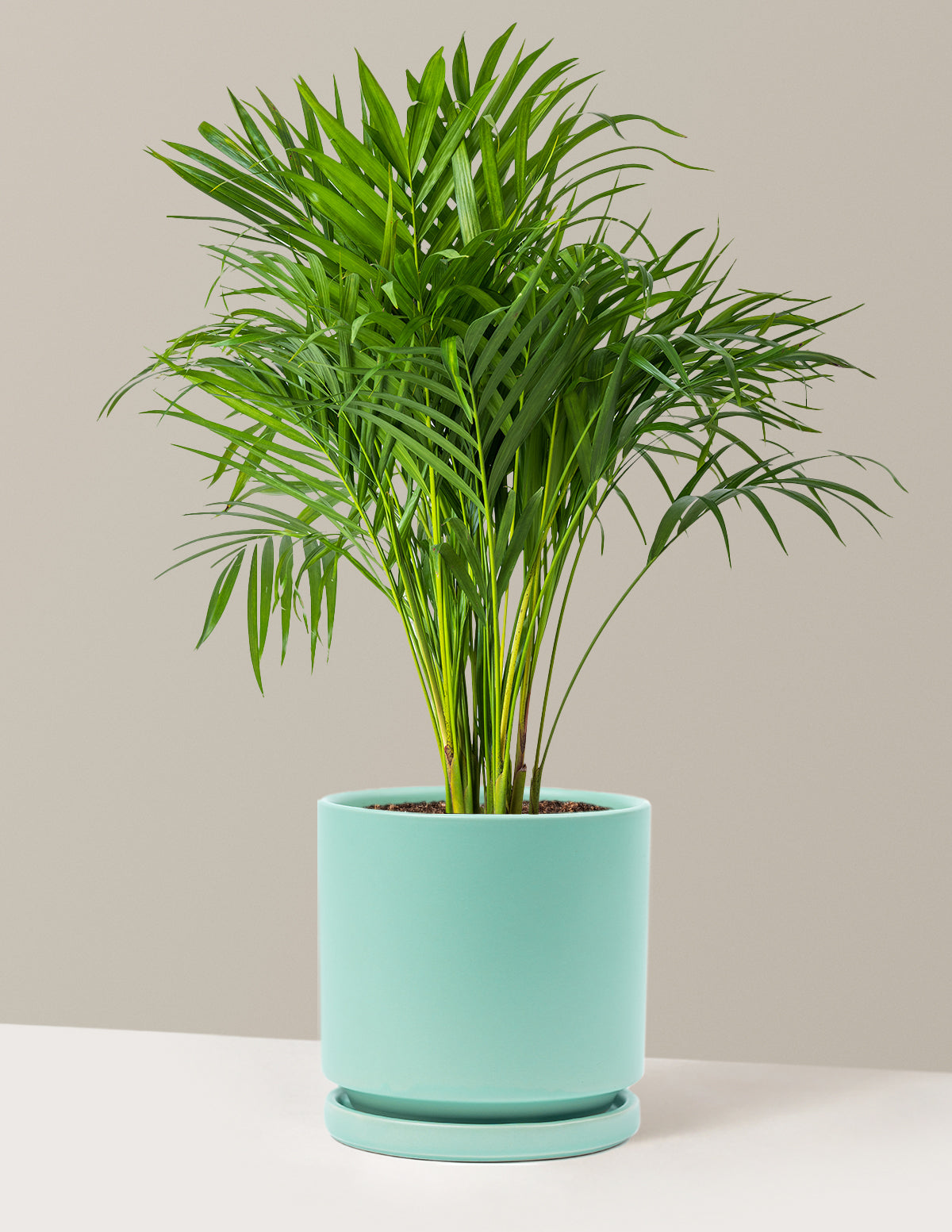Areca Purifying Palm