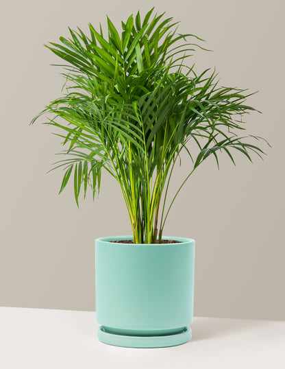 Areca Purifying Palm