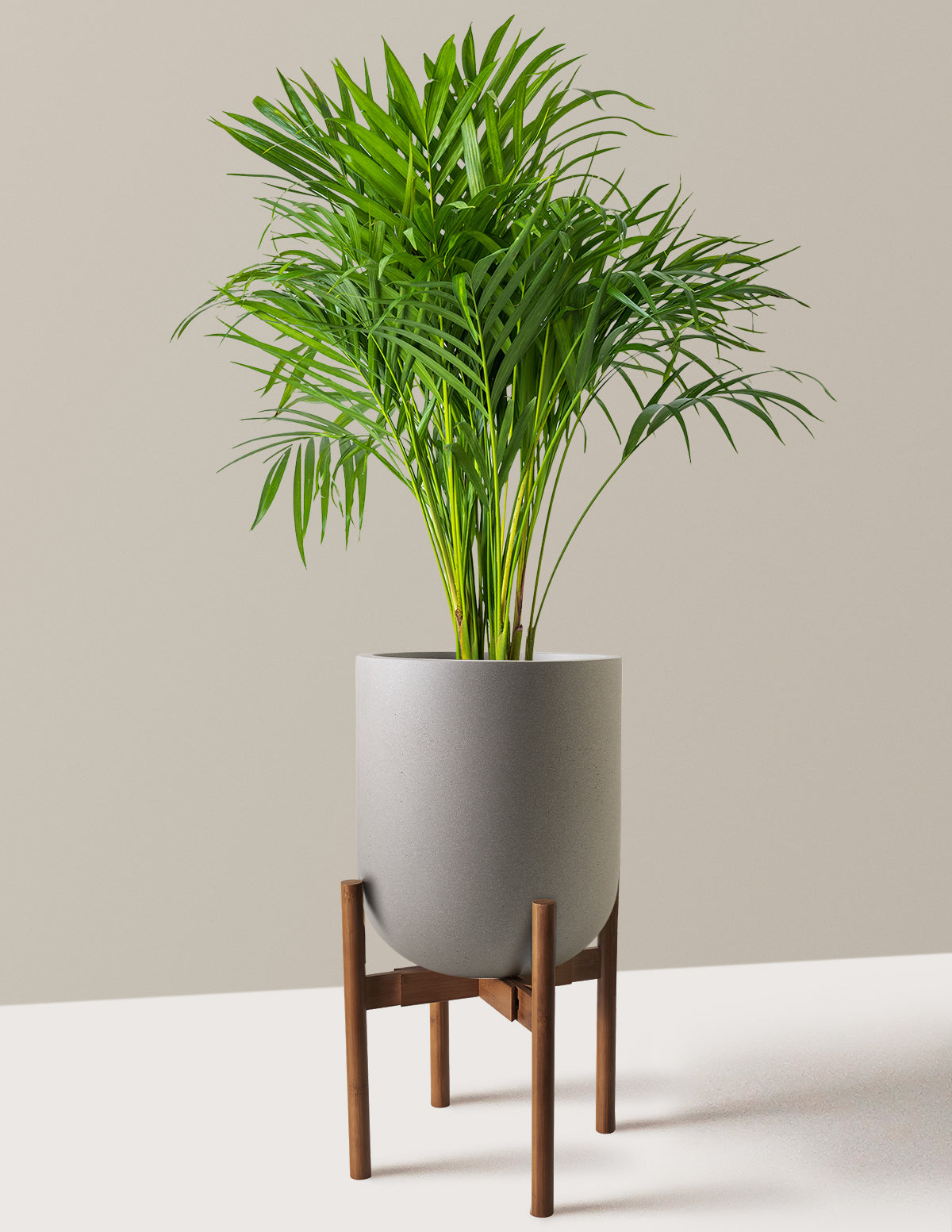 Areca Purifying Palm