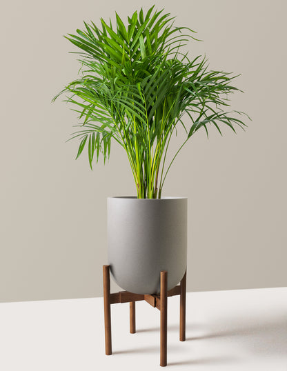 Areca Purifying Palm