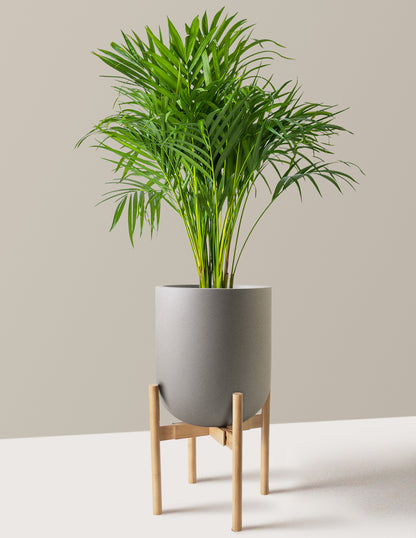 Areca Purifying Palm