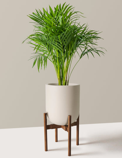 Areca Purifying Palm