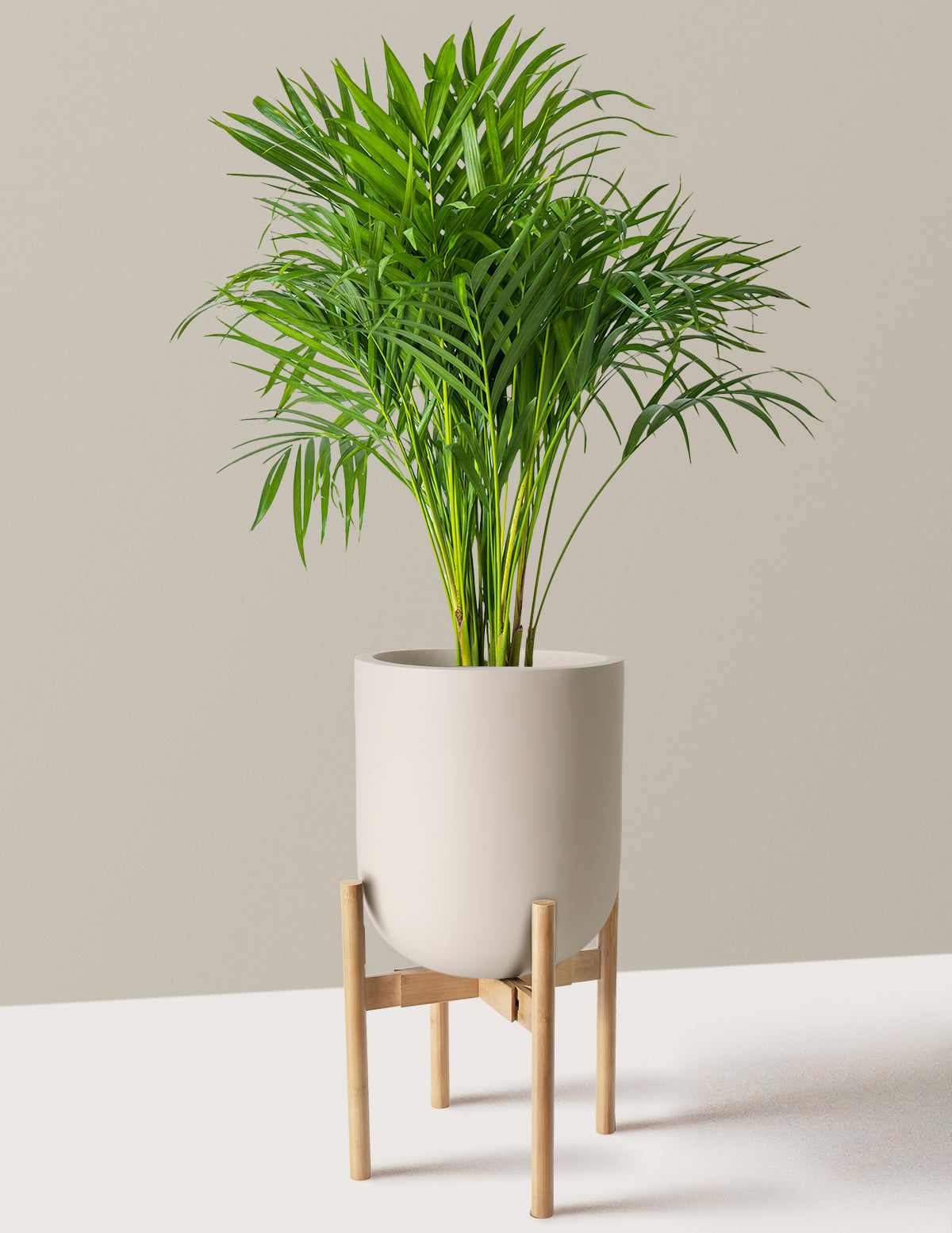 Areca Purifying Palm