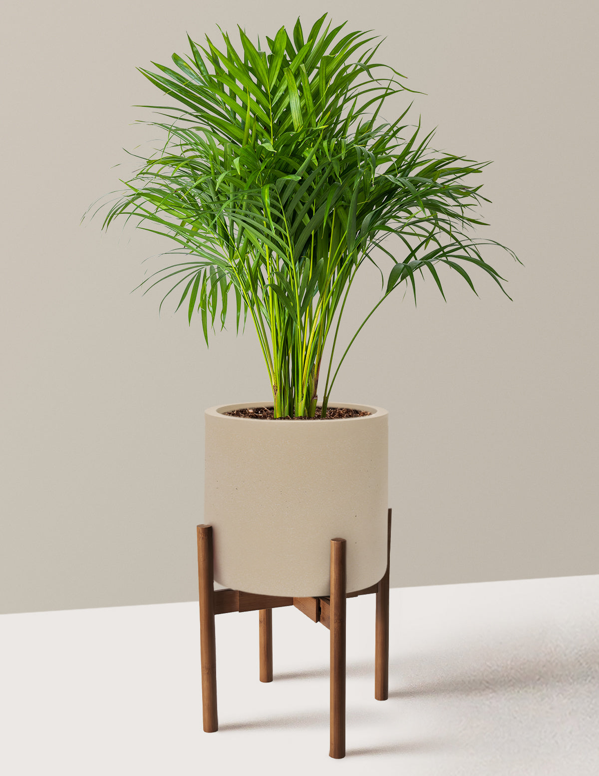 Areca Purifying Palm