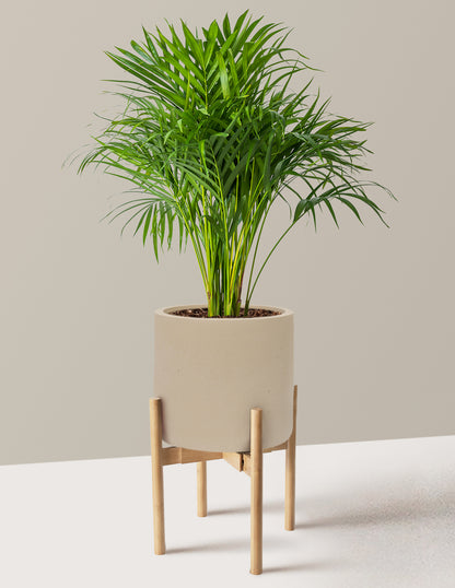 Areca Purifying Palm