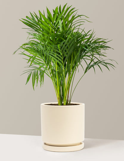 Areca Purifying Palm