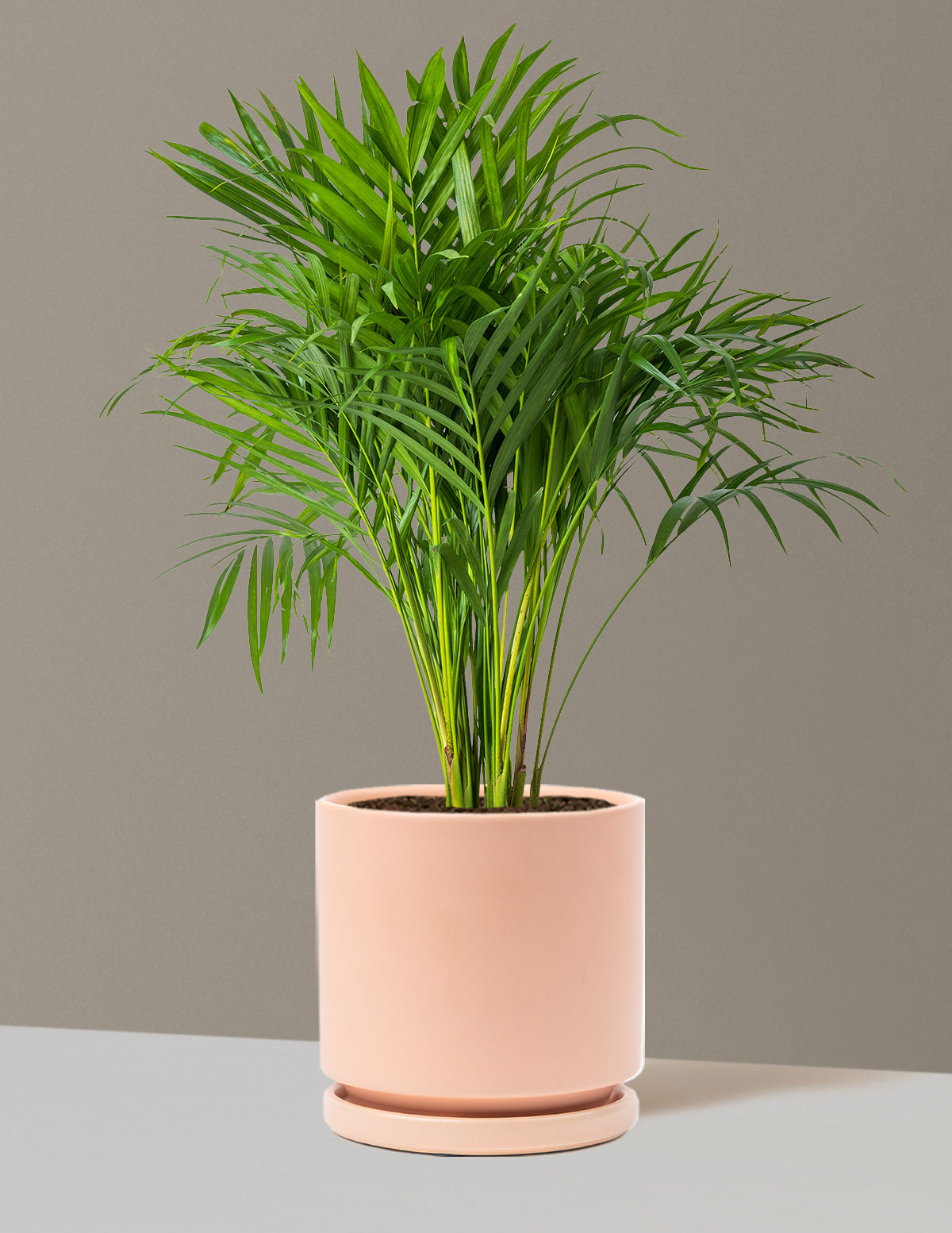 Areca Purifying Palm