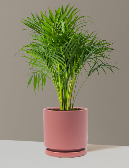 Areca Purifying Palm