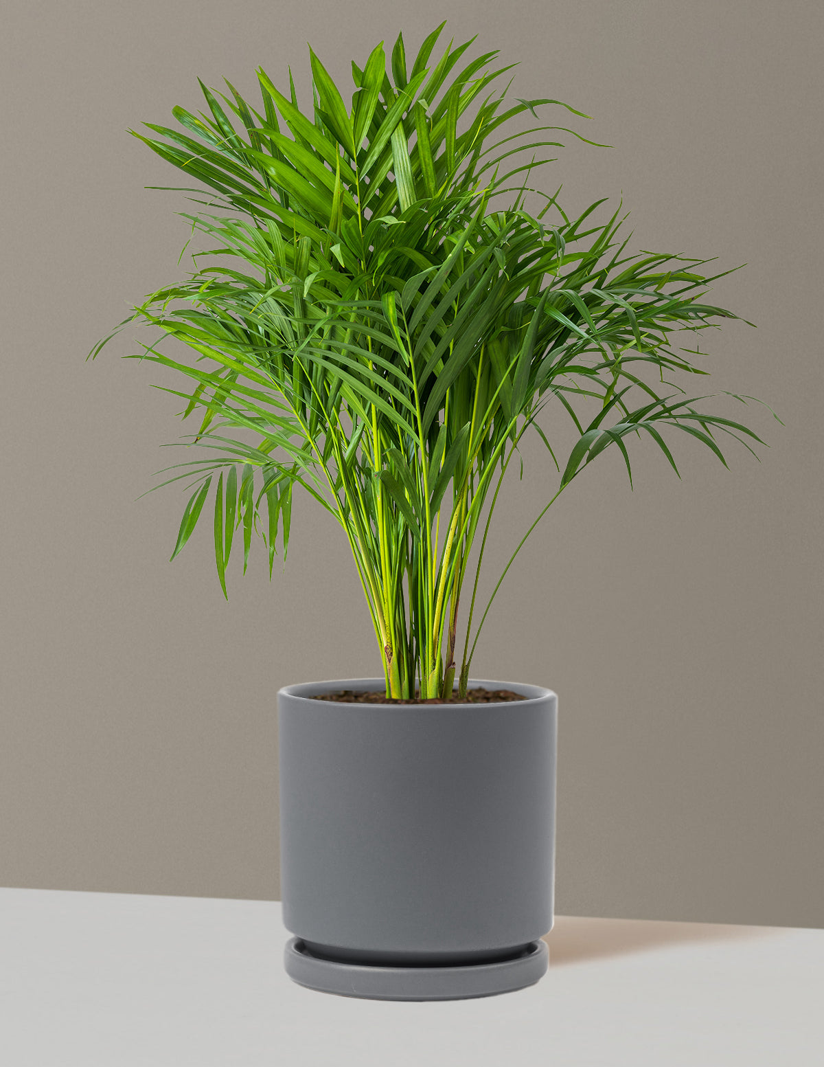 Areca Purifying Palm