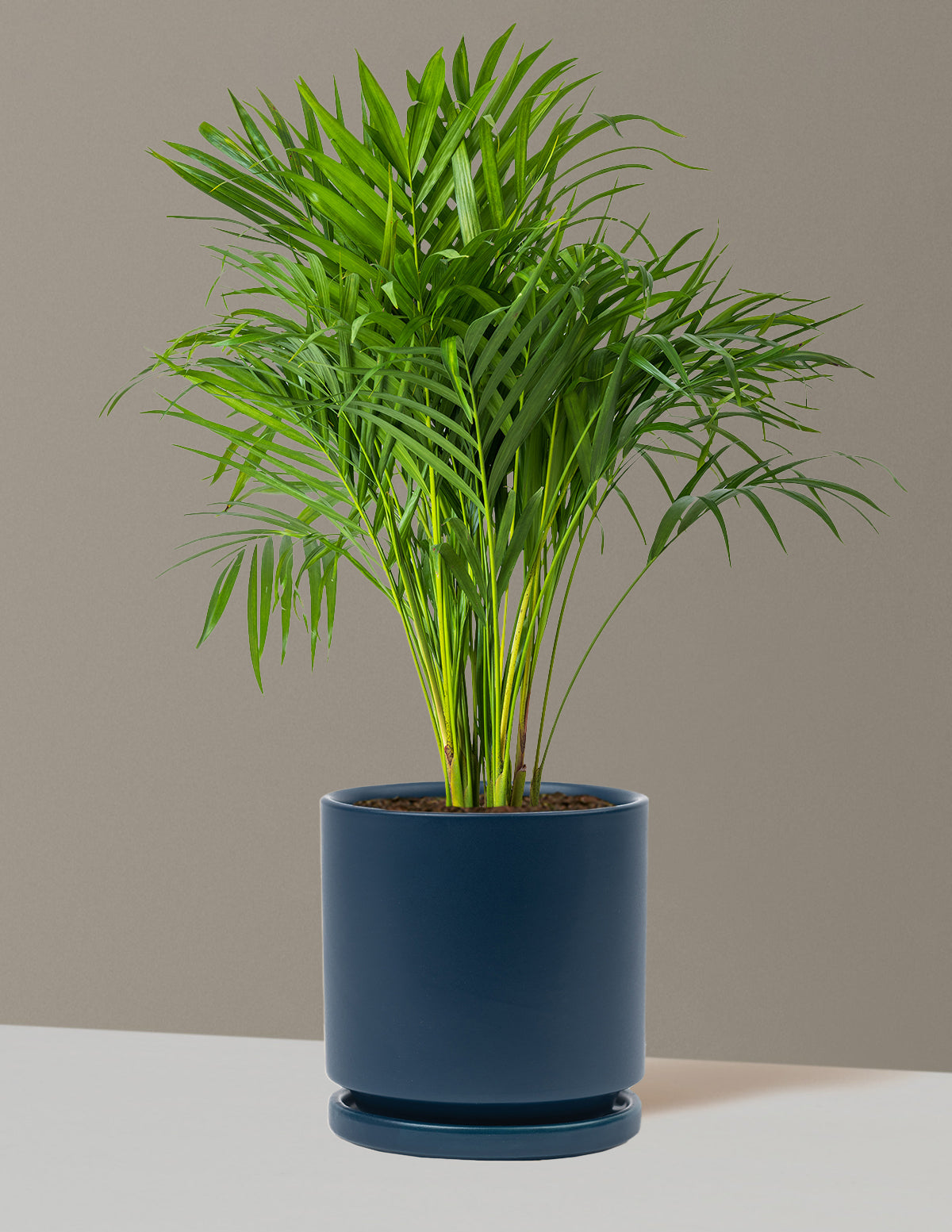Areca Purifying Palm