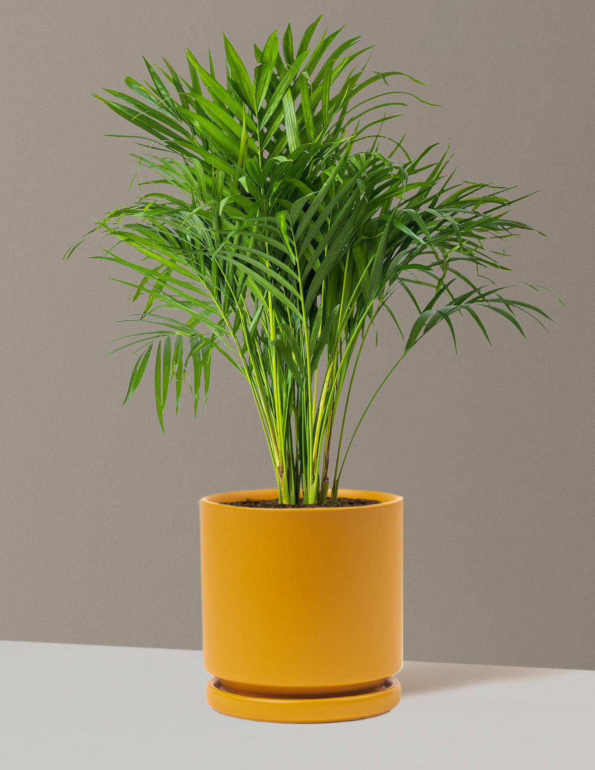 Areca Purifying Palm