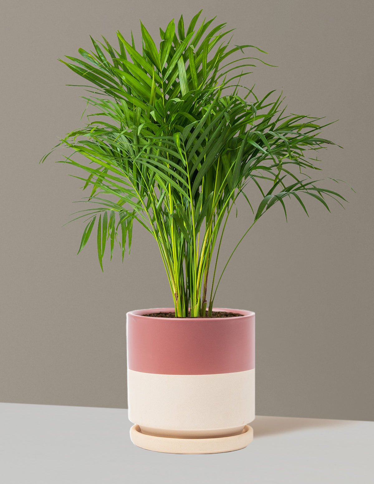 Areca Purifying Palm