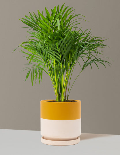 Areca Purifying Palm