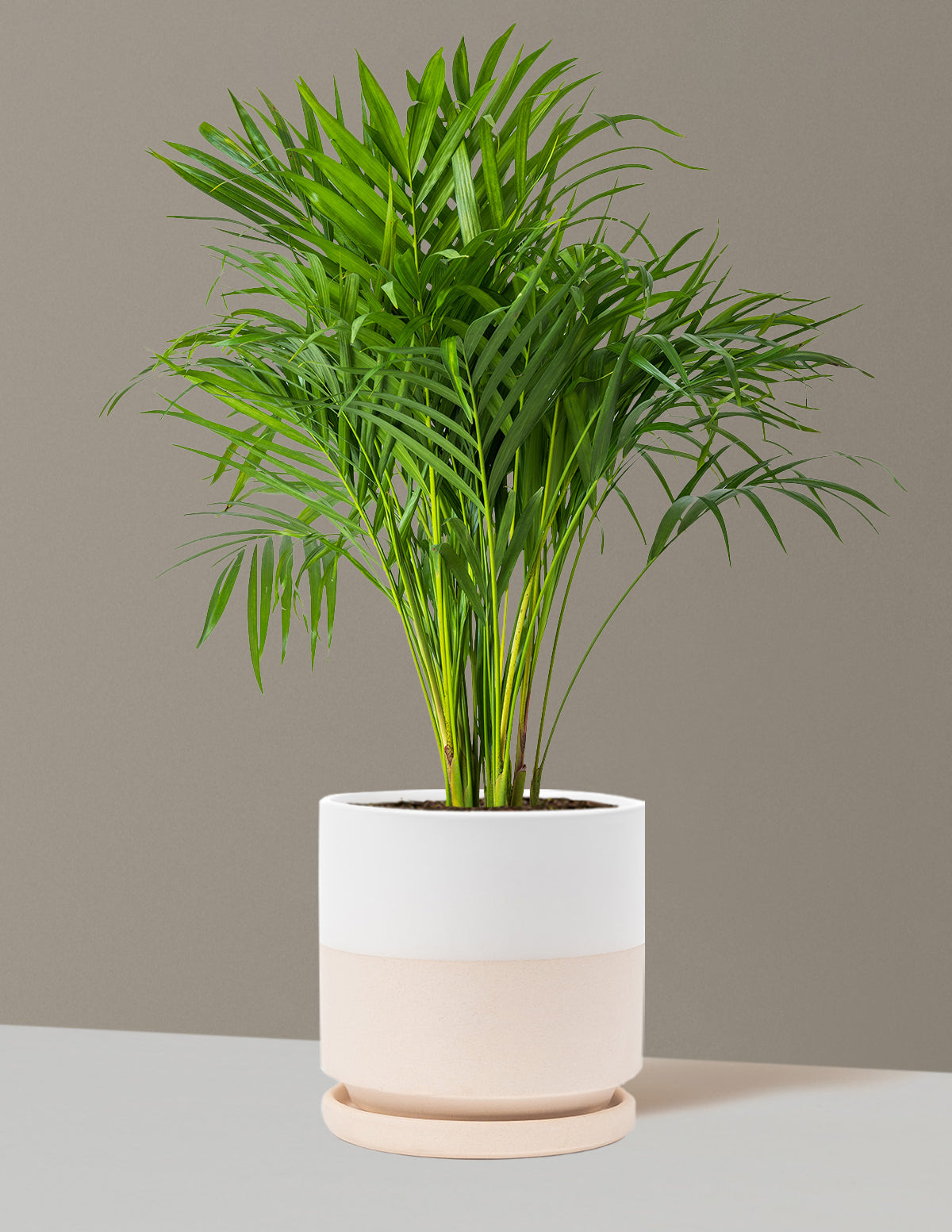 Areca Purifying Palm