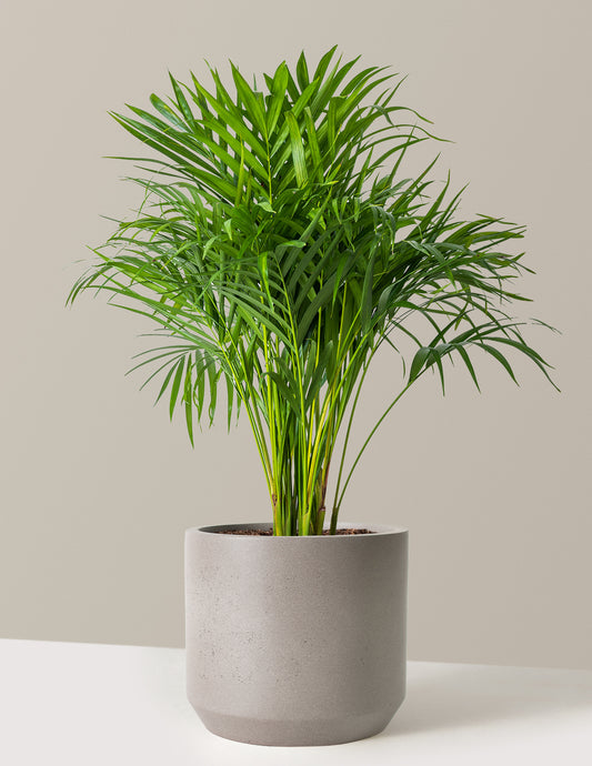 Areca Purifying Palm