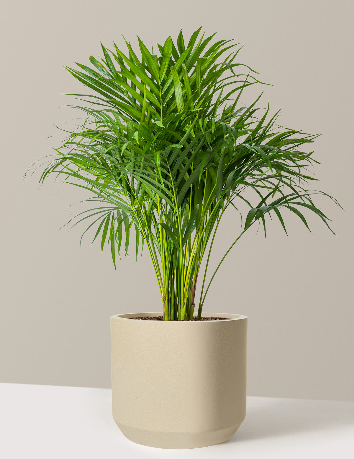 files/the-sill_Large-Areca-Palm_Large_Mexia_Sand_Variant.jpg