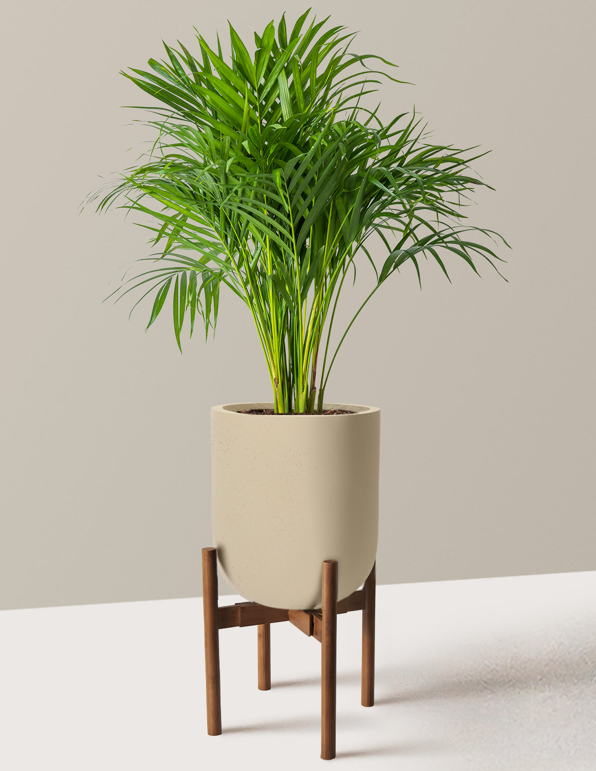Areca Purifying Palm