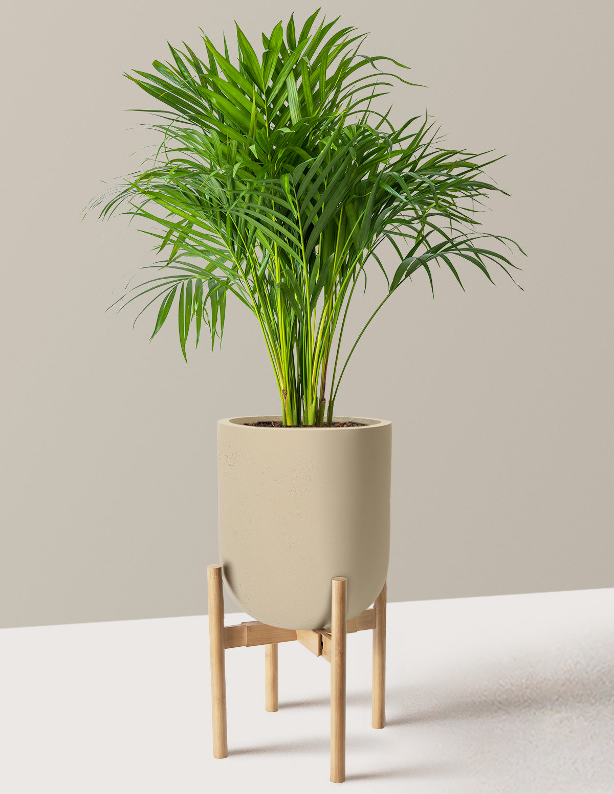 Areca Purifying Palm