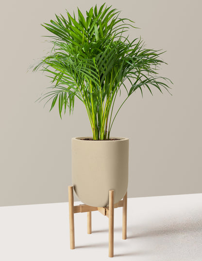 Areca Purifying Palm