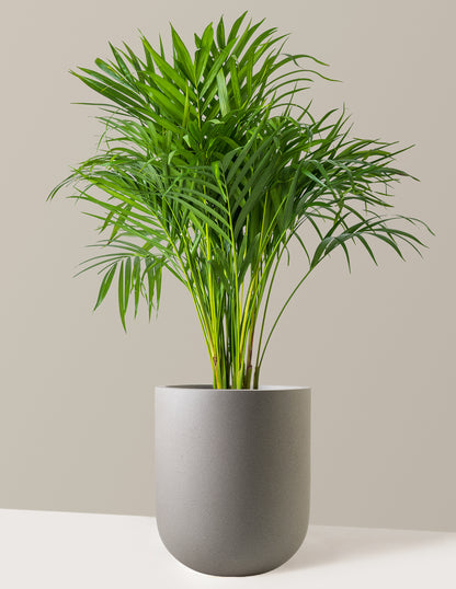 areca palm price The Sill Areca Palm 6 in. Houseplants in Green
