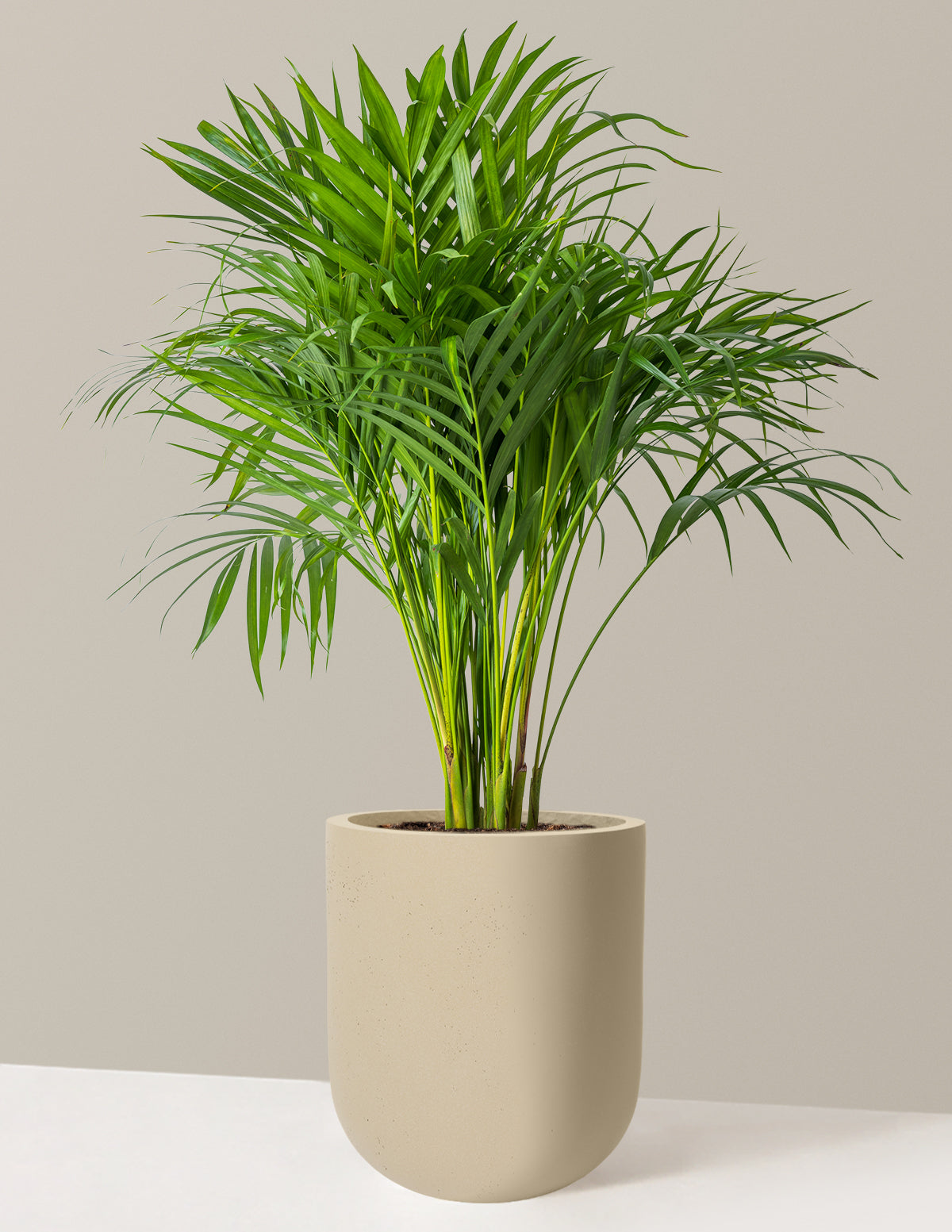 Areca Purifying Palm