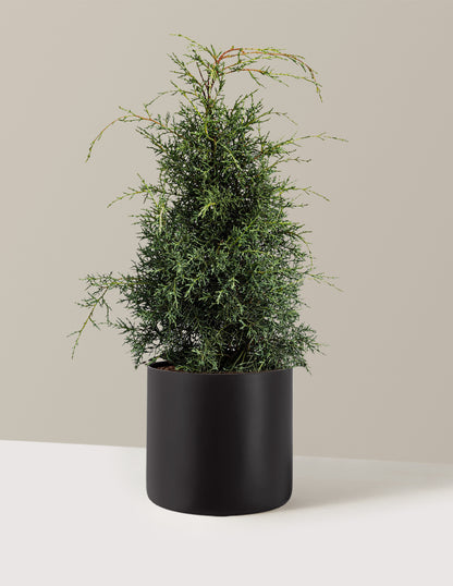 Arizona Cypress - Carolina Sapphire