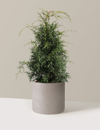 Arizona Cypress - Carolina Sapphire