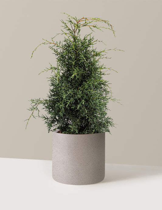 Arizona Cypress - Carolina Sapphire