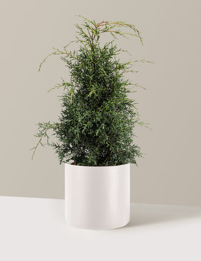 Arizona Cypress - Carolina Sapphire
