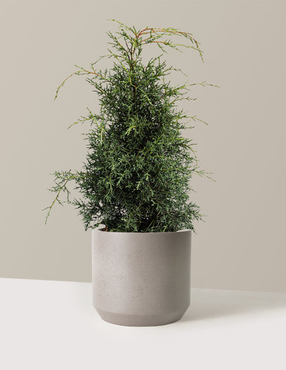 Arizona Cypress - Carolina Sapphire